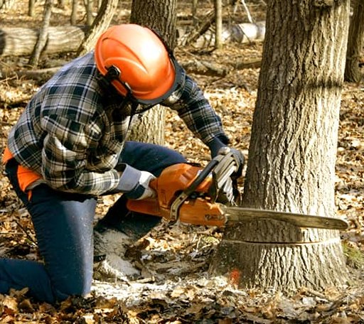Tree Removal in Harwood, TX